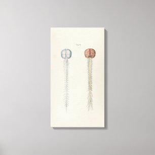 Vintage Illustration of Human Brain and Spine Canvas Print