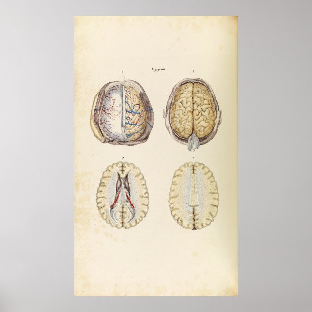 Vintage Illustration of Human Brain Poster (Front)
