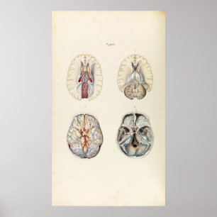 Vintage Illustration of Human Brain Poster