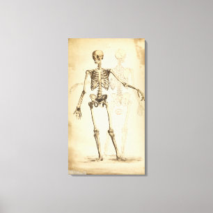 Vintage Illustration of Human Skeleton Canvas Print