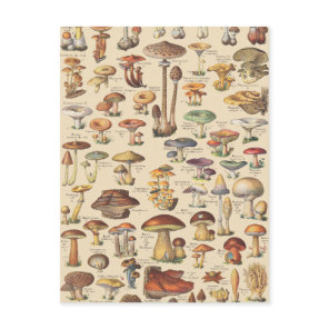 Vintage illustration of mushrooms postcard