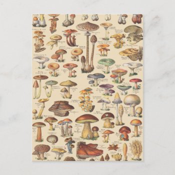 Vintage Illustration Of Mushrooms Postcard by ThinxShop at Zazzle