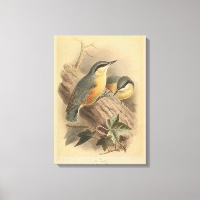 Vintage Illustration of Nuthatch Canvas Print (Front)
