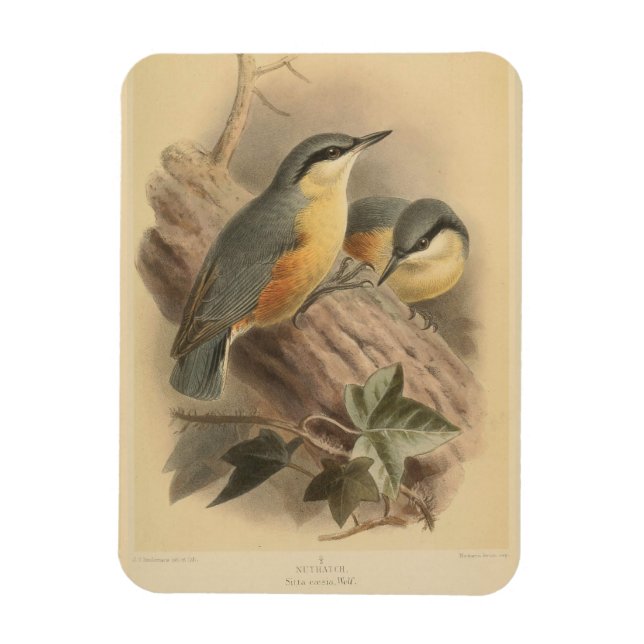 Vintage Illustration of Nuthatch Magnet (Vertical)