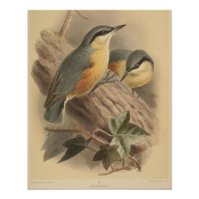Vintage Illustration of Nuthatch Poster (Front)