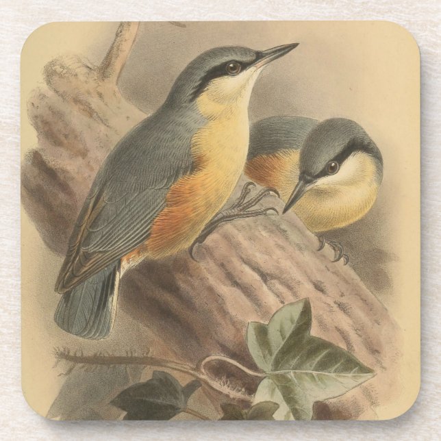 Vintage Illustration of Nuthatch Square Beverage Coaster (Front)