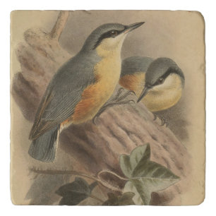 Vintage Illustration of Nuthatch Square Trivet