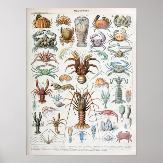 Vintage Illustration of shellfish Poster (Front)