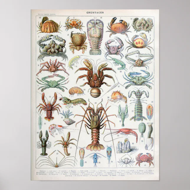 Vintage Illustration of shellfish Poster | Zazzle
