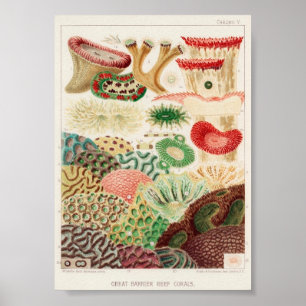 Vintage Illustration of the Marine Life Poster