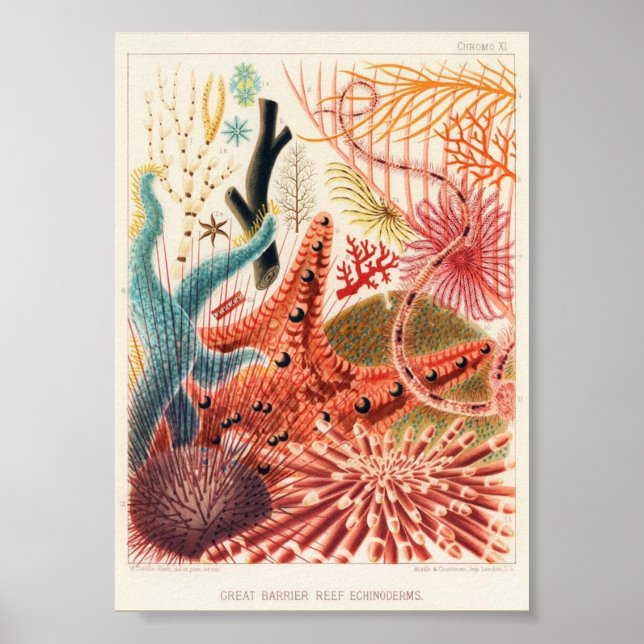 Vintage Illustration of the Marine Life Poster (Front)