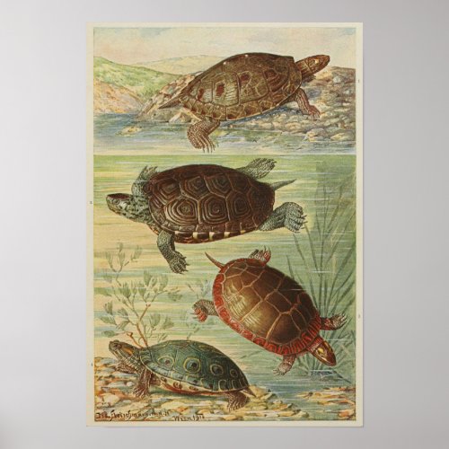 Vintage Illustration of the Tortoises Poster