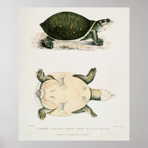 Vintage Illustration of the TortoisesTurtles Poster