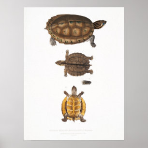 Vintage Illustration of the Tortoises/Turtles Poster