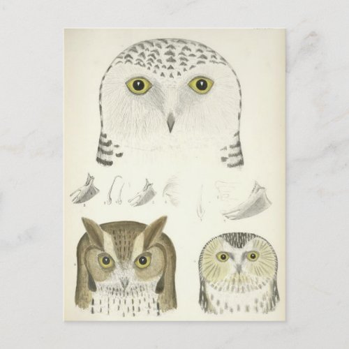 Vintage Illustration of Three Owls Postcard
