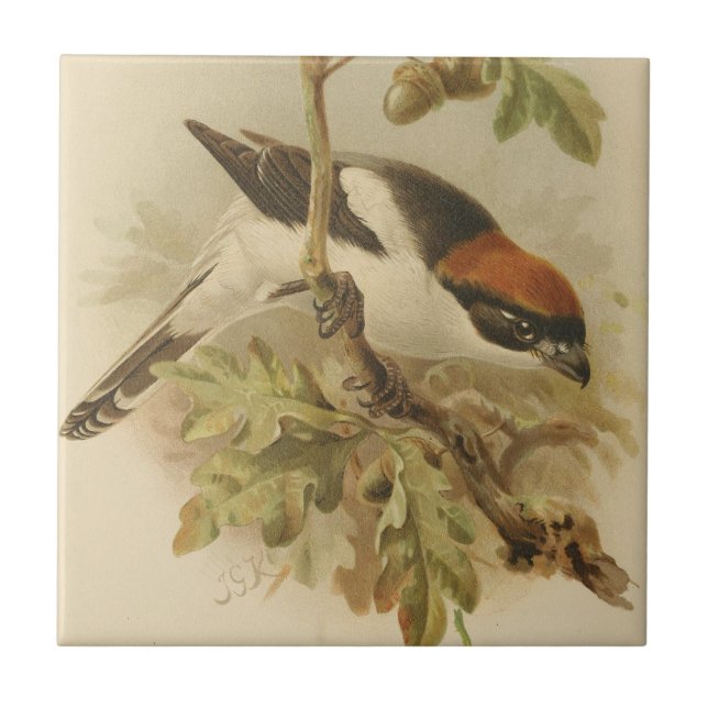 Vintage Illustration of Woodchat Shrike Ceramic Tile (Front)