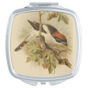 Vintage Illustration of Woodchat Shrike Compact Mirror