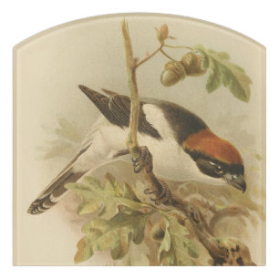 Vintage Illustration of Woodchat Shrike Door Sign