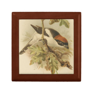 Vintage Illustration of Woodchat Shrike Gift Box
