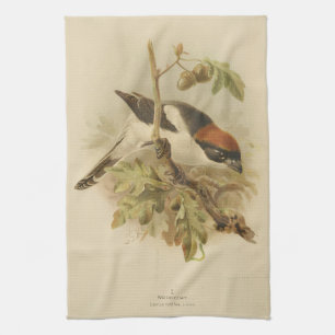 Vintage Illustration of Woodchat Shrike Kitchen Towel