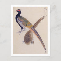 Vintage illustration: Pheasant Postcard