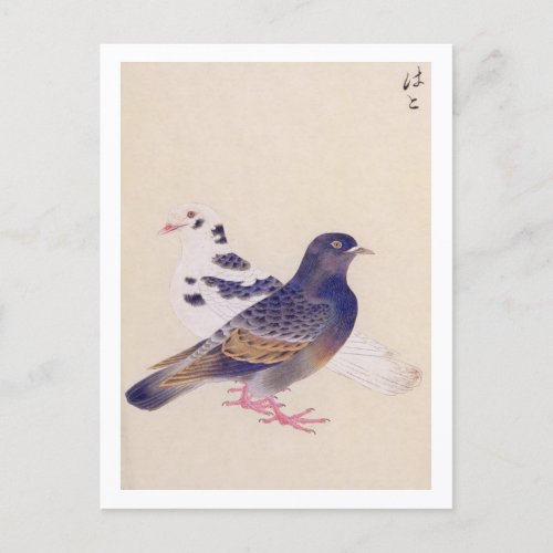 Vintage illustration Pigeon Postcard