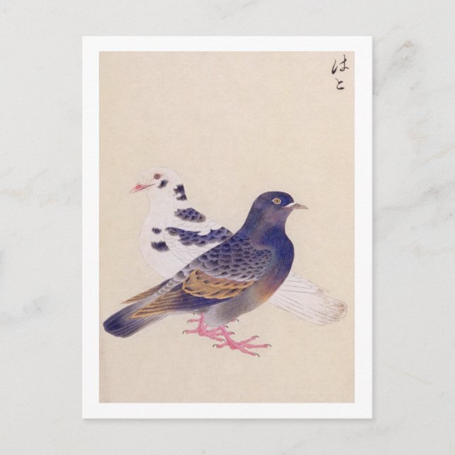 Vintage illustration: Pigeon Postcard (Front)