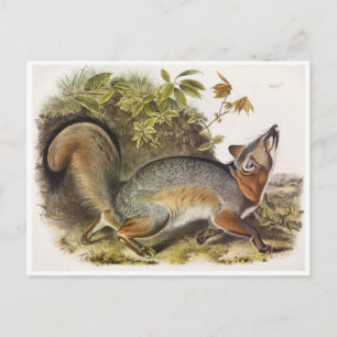 Vintage Illustration Postcard