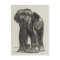 Vintage Illustration Postcard