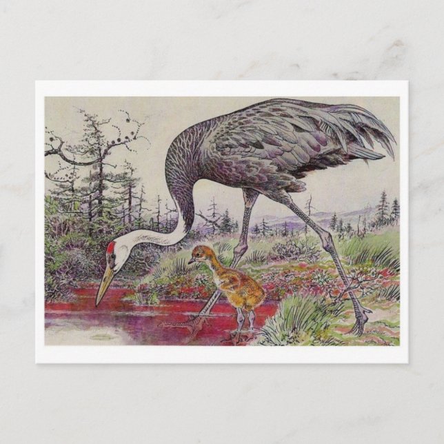 Vintage Illustration Postcard (Front)