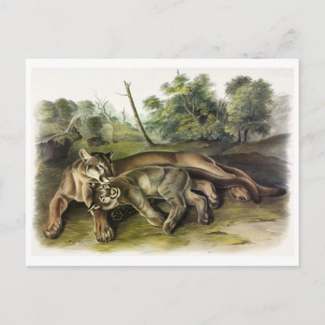 Vintage Illustration Postcard (Front)