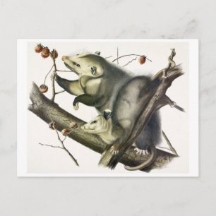 Vintage Illustration Postcard