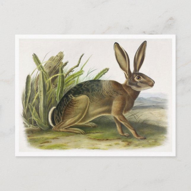 Vintage Illustration Postcard (Front)