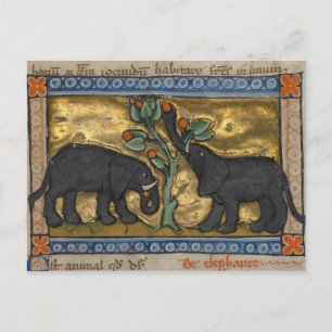 Vintage Illustration Postcard