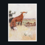 Vintage Illustration Postcard<br><div class="desc">Cecil Aldin - White-ear and Peter</div>