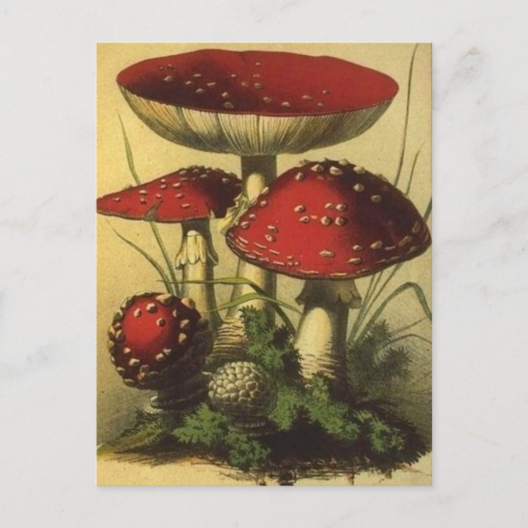 Vintage Illustration Postcard | Zazzle