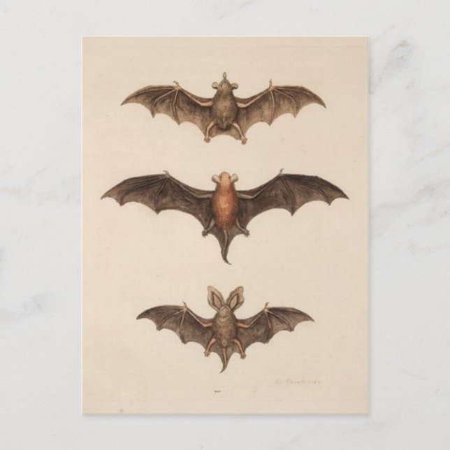 Vintage Illustration Postcard (Front)