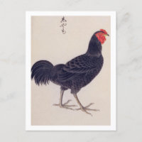 Vintage illustration: Shamo chickens Postcard