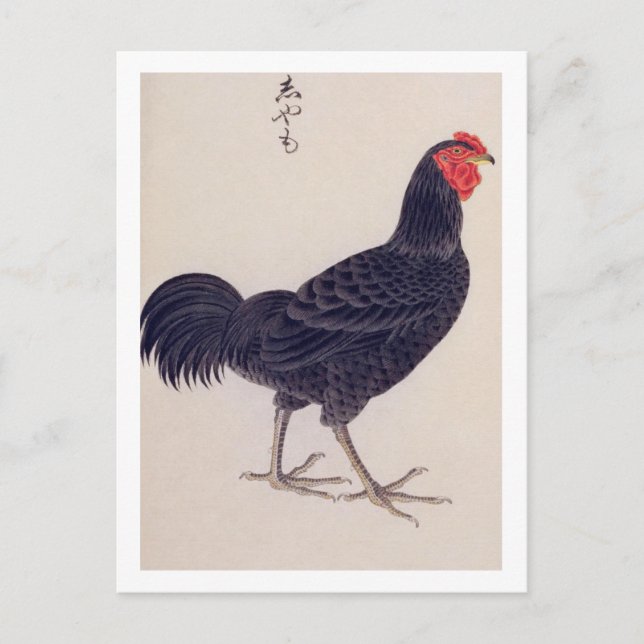 Vintage illustration: Shamo chickens Postcard (Front)