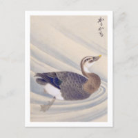 Vintage illustration: Spot-billed duck Postcard
