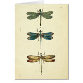 Vintage Illustration, Three Dragonflies (Front)