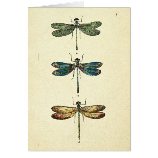 Vintage Illustration, Three Dragonflies Cards (Front)