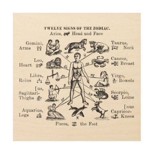 Vintage Illustration Twelve Signs of the Zodiac