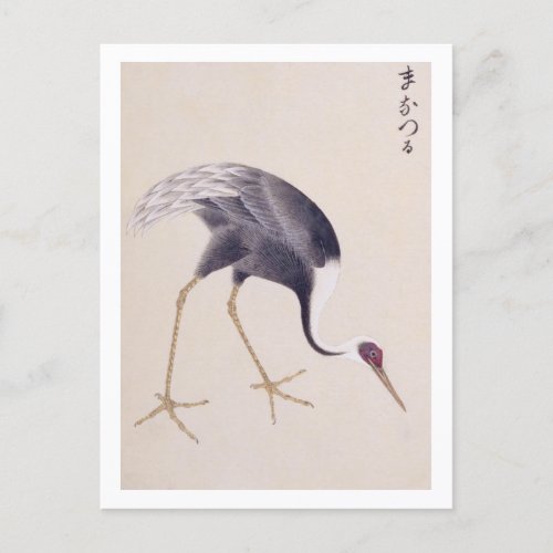 Vintage illustration White_naped crane Postcard