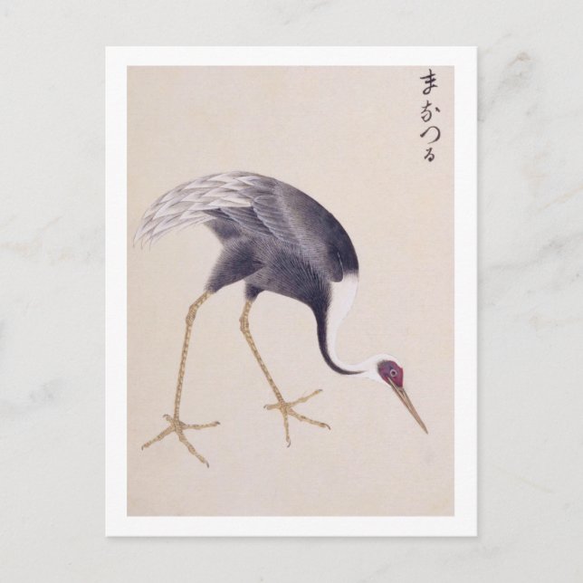 Vintage illustration: White-naped crane Postcard (Front)