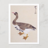 Vintage illustration: Wild goose Postcard