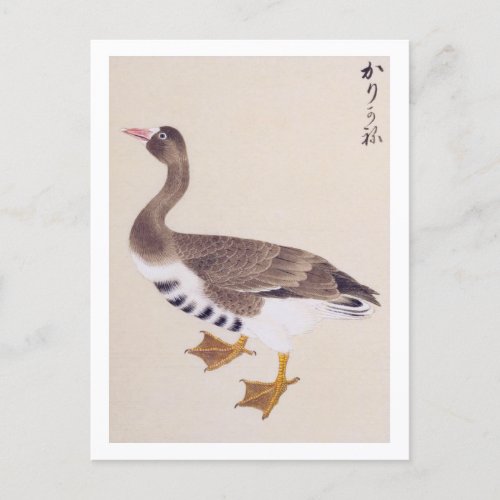 Vintage illustration Wild goose Postcard