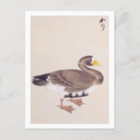 Vintage illustration: Wild goose Postcard