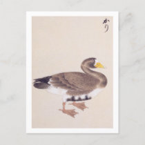 Vintage illustration: Wild goose Postcard