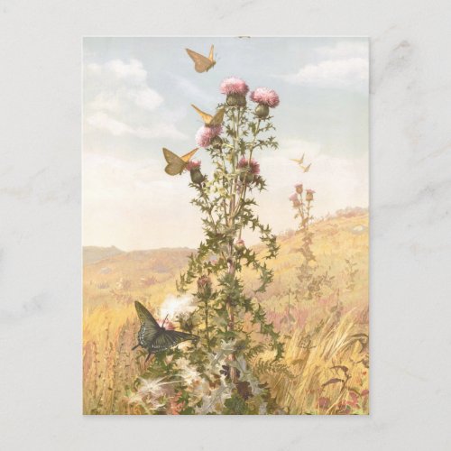 Vintage Illustration with Thistle and Butterflies Postcard